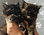 Кошки в Москве: Котята Мейн Кун Девочка, 25 000 руб. - фото 1