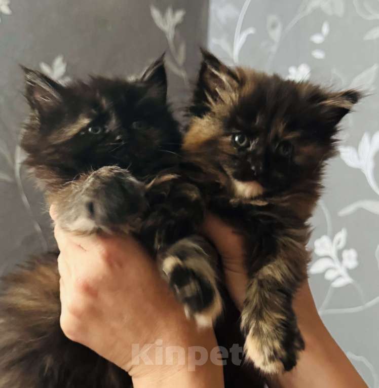 Кошки в Москве: Котята Мейн Кун Девочка, 25 000 руб. - фото 1