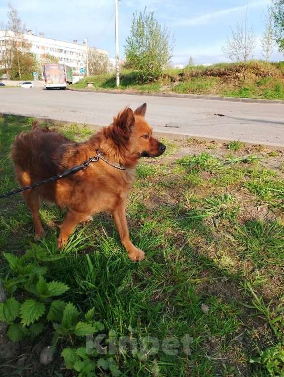 Собаки в Санкт-Петербурге: Маленькая рыжая собачка 8 кг ищет дом Девочка, Бесплатно - фото 6