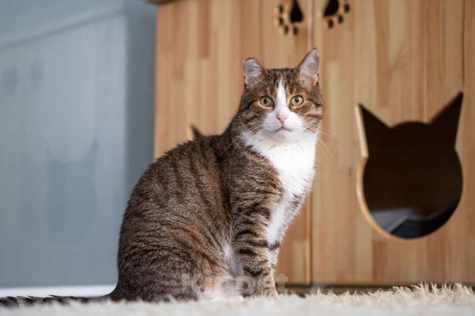 Кошки в Москве: Кот Филя в добрые руки Мальчик, Бесплатно - фото 3