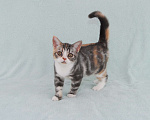 Кошки в Жуковском: Американская короткошерстная кошка Девочка, Бесплатно - фото 4