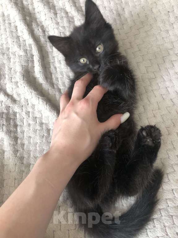 Кошки в Воронеже: Кошечка  Девочка, 1 руб. - фото 2