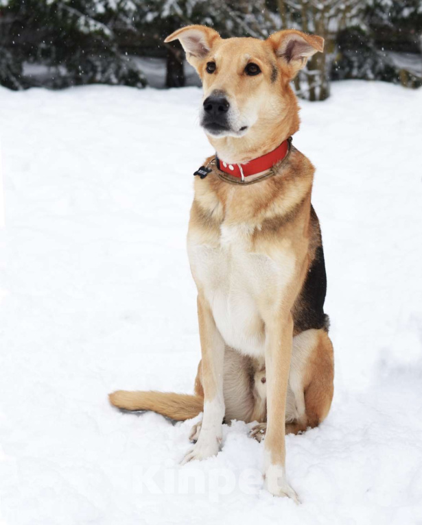 Собаки в Москве: Метис русской гончей ищет дом Мальчик, Бесплатно - фото 3