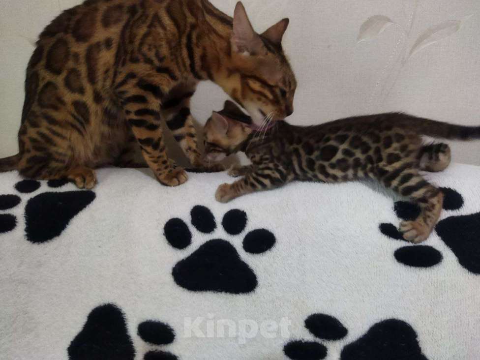 Кошки в Алуште: Бенгальские котята с документами Девочка, Бесплатно - фото 5