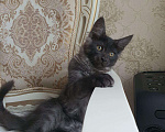 Кошки в Москве: Котята мейн кун 2 кота, 35 000 руб. - фото 4