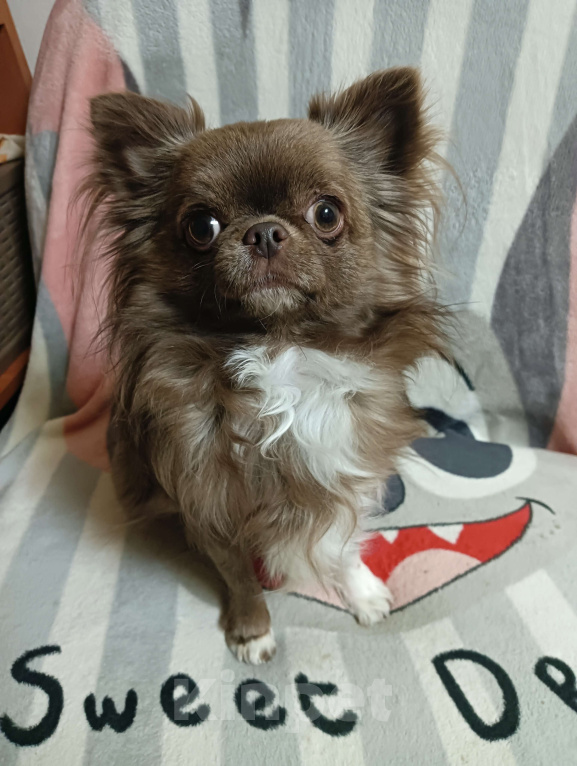 Собаки в Новосибирске: Подрощенный кобель Чихуахуа Мальчик, 25 000 руб. - фото 3