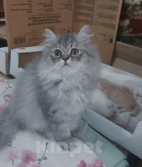 Кошки в Краснодаре: Персидские котята  Девочка, 5 000 руб. - фото 4