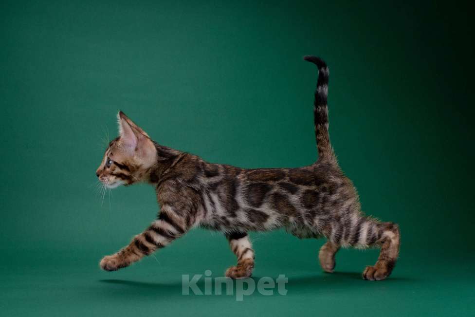 Кошки в Москве: Бенгальский котенок с документами Мальчик, 65 000 руб. - фото 2