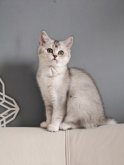 Породистая кошечка скоттиш страйт