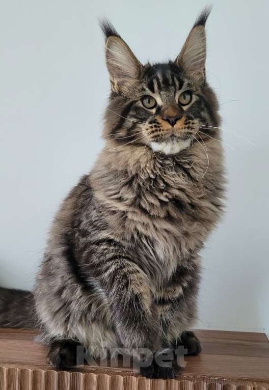 Кошки в Москве: Мейн-кун чёрный тигр Мальчик, 60 000 руб. - фото 4