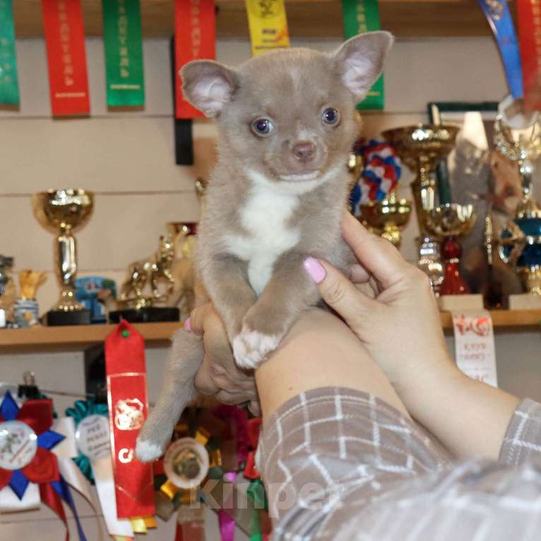 Собаки в Москве: Лиловый пухлик чихуа Мальчик, 29 000 руб. - фото 5