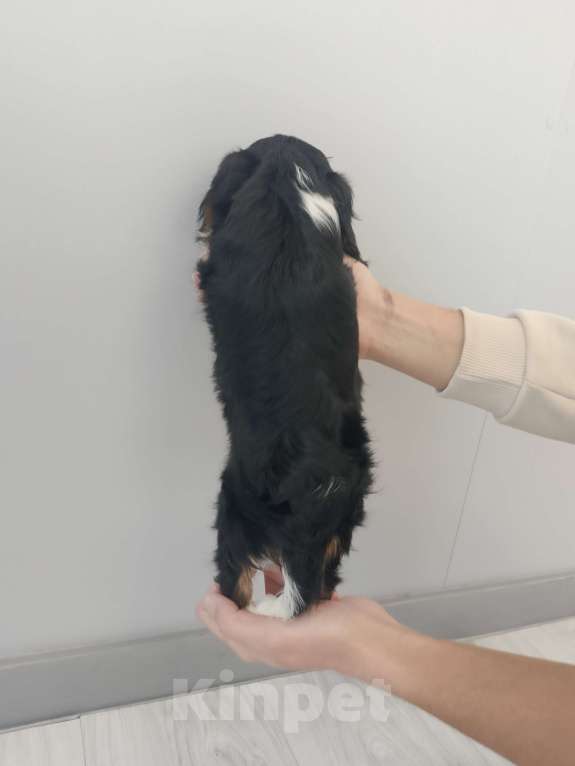 Собаки в Дзержинске: Триколор девочка Девочка, 100 000 руб. - фото 2