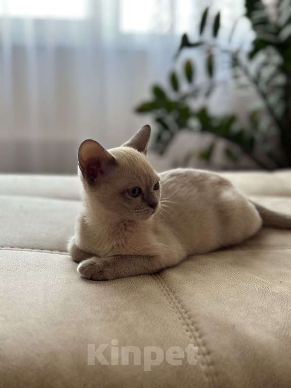 Кошки в Тольятти: Бурманский котенок Мальчик, 25 000 руб. - фото 2