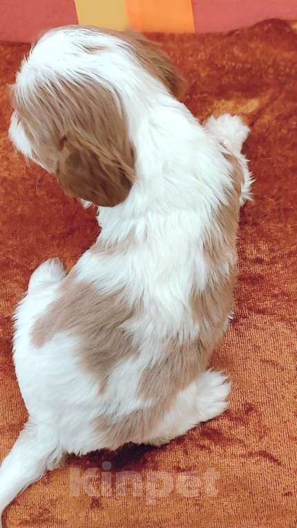 Собаки в Белгороде: Щенки кавалер кинг чарльз спаниель мальчики и девочки  Девочка, Бесплатно - фото 4