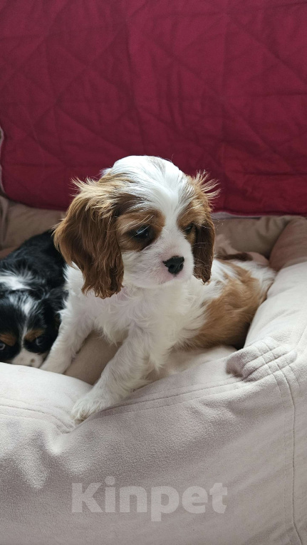 Собаки в Санкт-Петербурге: Кавалер Кинг Чарльз Спаниель Девочка, Бесплатно - фото 3