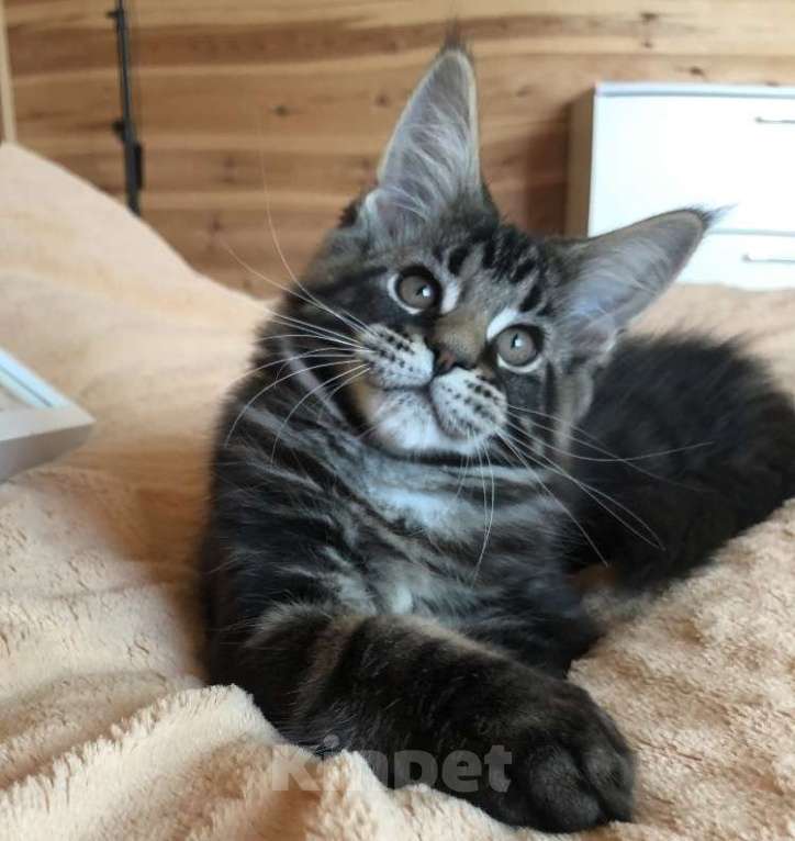 Кошки в Санкт-Петербурге: Котята мейн кун Мальчик, 40 000 руб. - фото 2