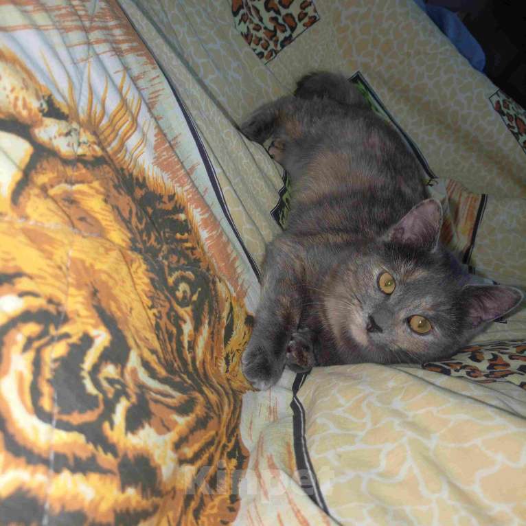 Кошки в Москве: Трехцветный котёнок Малышка в добрые руки Девочка, Бесплатно - фото 4