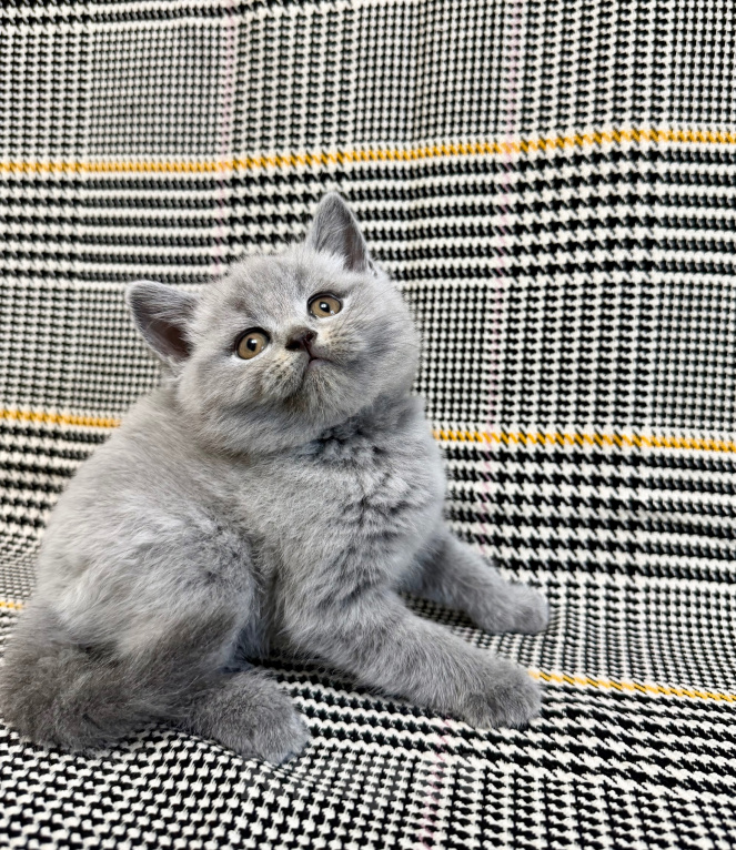Кошки в Москве: Британцы котенок Мальчик, 100 000 руб. - фото 5