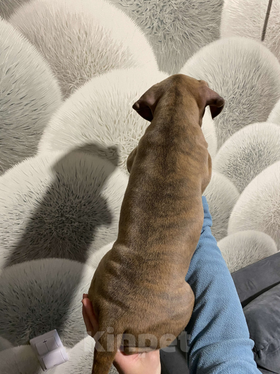 Собаки в Москве: Щенок амстаффа тигровоголубого окраса Девочка, 80 000 руб. - фото 3