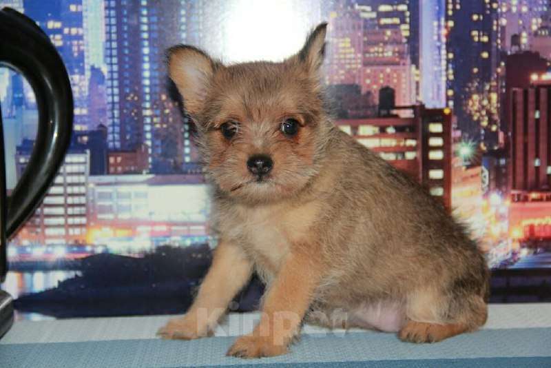 Собаки в Тосно: Щенки от любви цвергшнауцера и шпица. Девочка, 10 000 руб. - фото 3