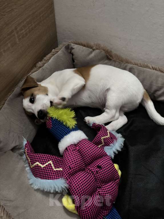 Собаки в Набережных Челнах: Джек Рассел терьер ,щенок  Мальчик, 40 000 руб. - фото 3