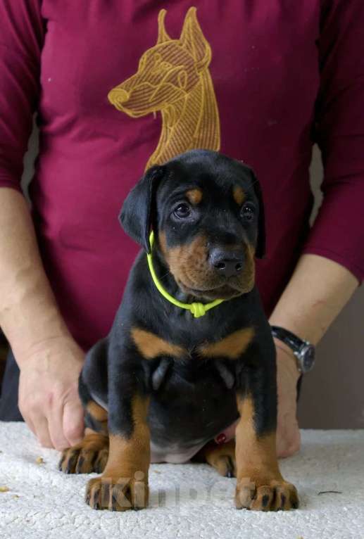 Собаки в Москве: Щенок добермана  Девочка, 100 000 руб. - фото 2