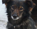 Собаки в Москве: Норка Девочка, Бесплатно - фото 1