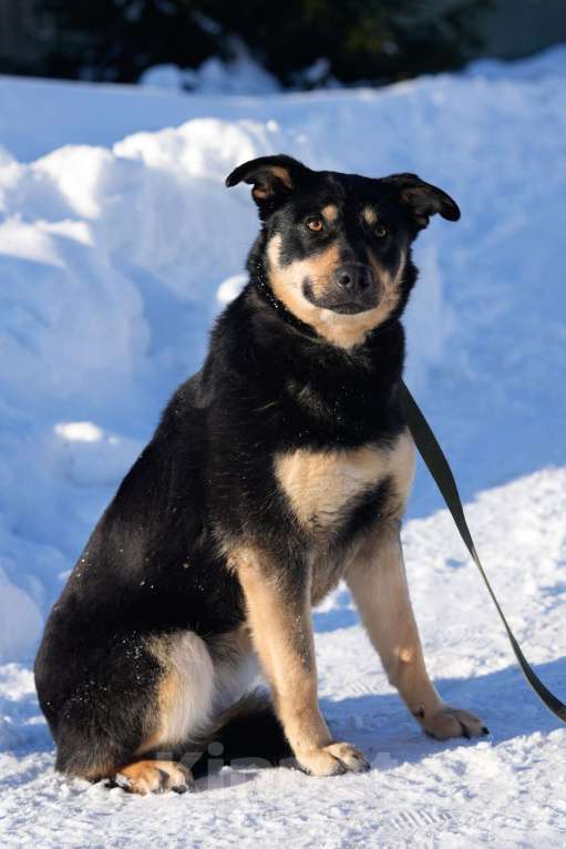 Собаки в Подольске: Кейт очень нужен дом  Девочка, Бесплатно - фото 1