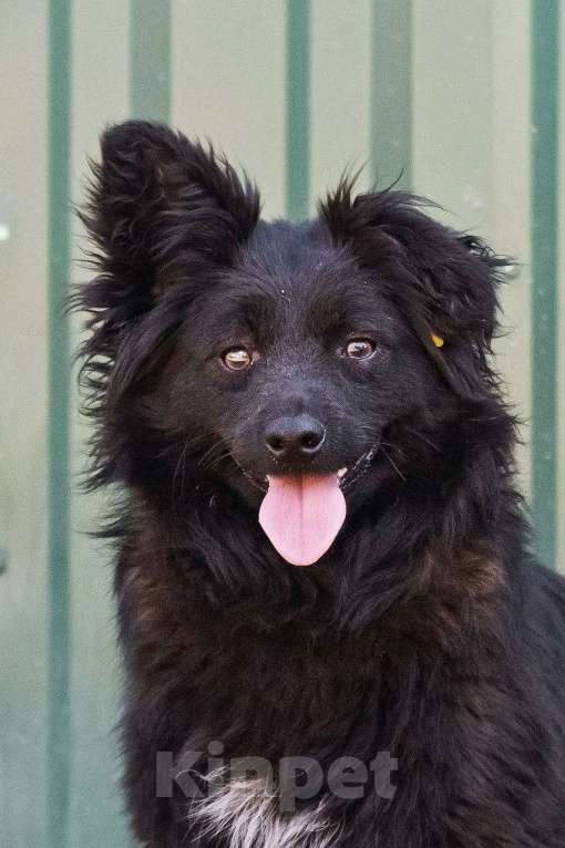 Собаки в других городах Московской области: Малыш Симба в дар Мальчик, Бесплатно - фото 4