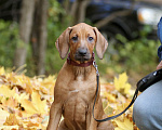Собаки в Москве: Щенок родезийского риджбека Девочка, 120 000 руб. - фото 2