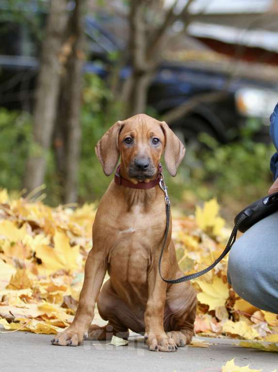 Собаки в Москве: Щенок родезийского риджбека Девочка, 120 000 руб. - фото 2