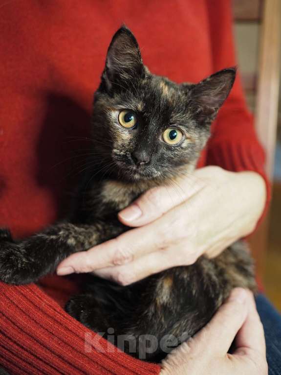 Кошки в Москве: Трехцветный котёнок Пеппи в добрые руки Девочка, 1 руб. - фото 3