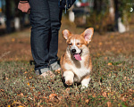 Собаки в Нововоронеже: Щенки вельш-корги пемброк с документами РКФ 5 мес. Мальчик, Бесплатно - фото 7