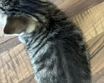Кошки в Екатеринбурге: Котенок девочка Девочка, 1 800 руб. - фото 6
