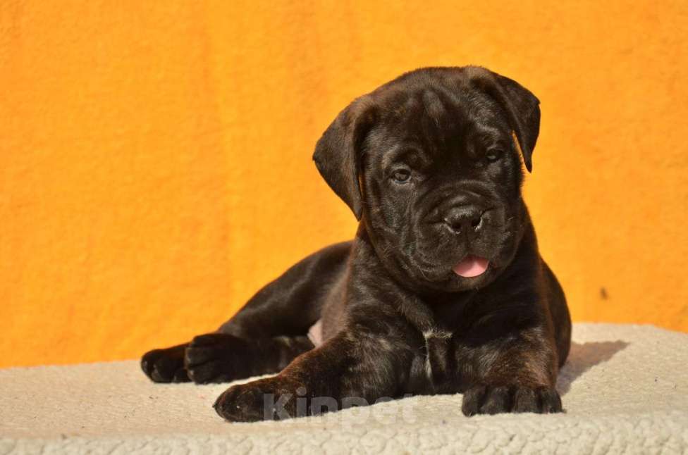 Собаки в Тобольске: Дети бульмастифа Девочка, 50 000 руб. - фото 9