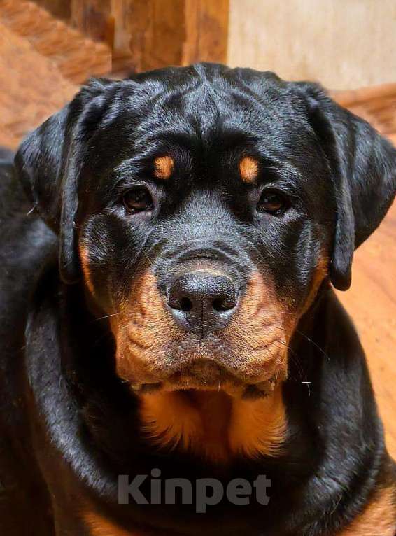 Собаки в Смоленске: Звезда Давида Броня Девочка, 120 000 руб. - фото 1