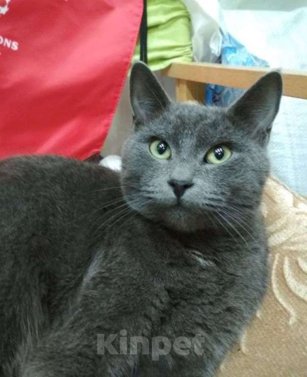 Кошки в Москве: Шерри, русская голубая.  Красавица кошечка в добрые руки. Девочка, Бесплатно - фото 5