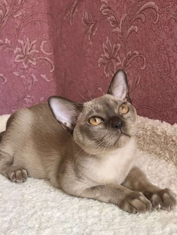 Кошки в Москве: Бурма в доме Девочка, 50 000 руб. - фото 3