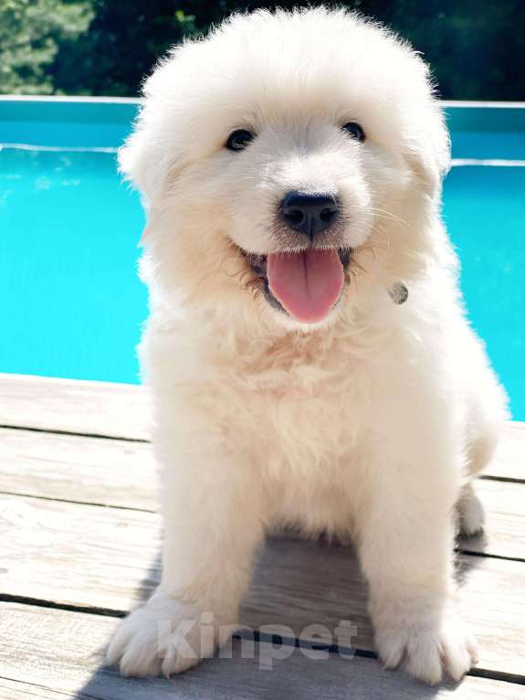 Собаки в других городах Краснодарского края: Продаем белых красавчиков! Мальчик, 20 000 руб. - фото 3