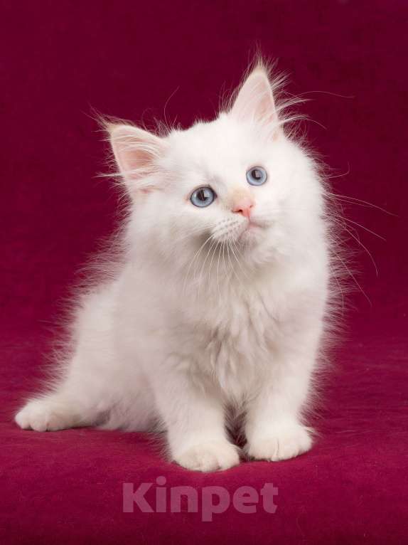 Кошки в Белокурихе: Сибирский котик с голубыми глазами Мальчик, 60 000 руб. - фото 2