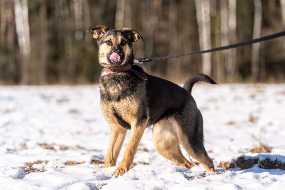 Собаки в Клине: Доня — необыкновенно ласковая собачка Девочка, Бесплатно - фото 9