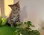 Кошки в Санкт-Петербурге: Очаровательный котёнок ищет дом !  Девочка, Бесплатно - фото 3