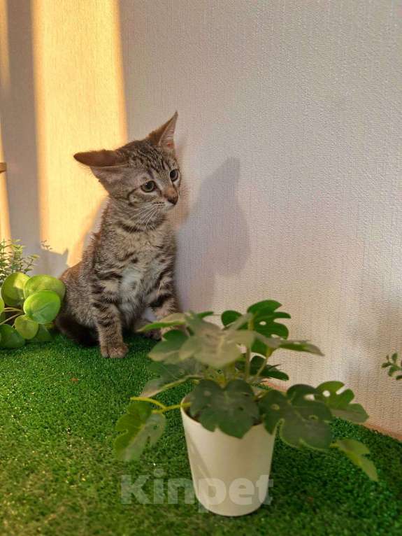 Кошки в Санкт-Петербурге: Очаровательный котёнок ищет дом !  Девочка, Бесплатно - фото 3