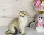 Кошки в других городах Ленинградской области: Британская длинношерстная девочка Девочка, 35 000 руб. - фото 1