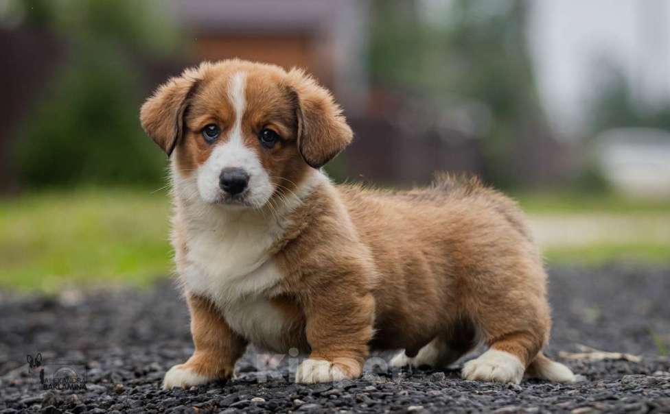 Собаки в Москве: Граф Мальчик, 50 000 руб. - фото 3