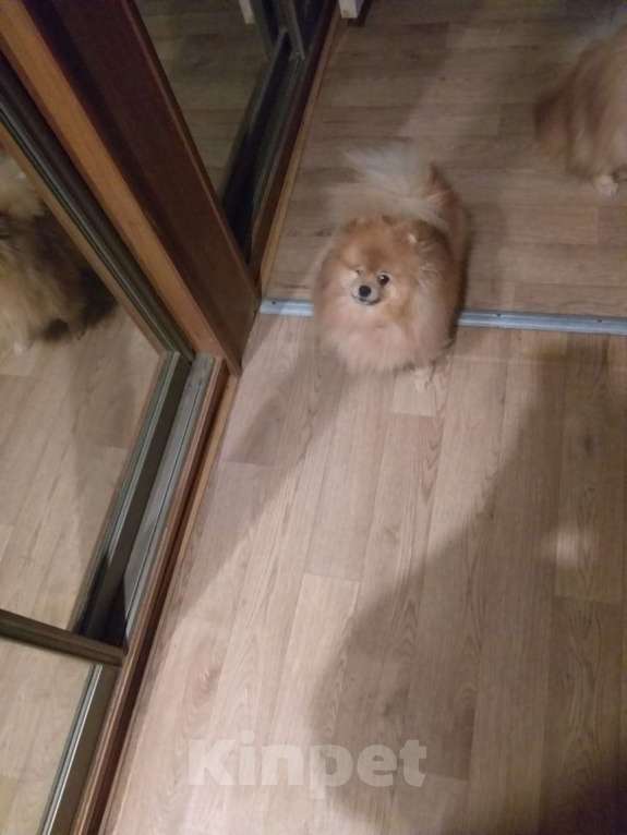 Собаки в Электростали: Ищет новую семью трёх лентяя девочка.  Девочка, Бесплатно - фото 2