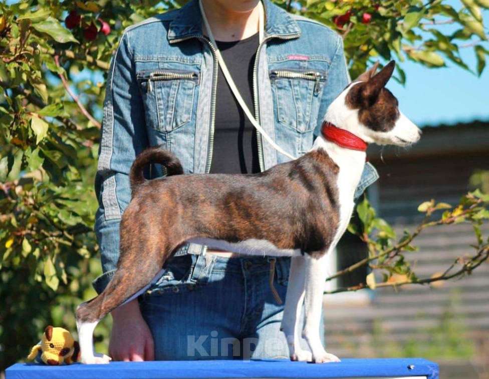 Собаки в Москве: House the Rainbow kennel 🐾 Девочка, 150 000 руб. - фото 1