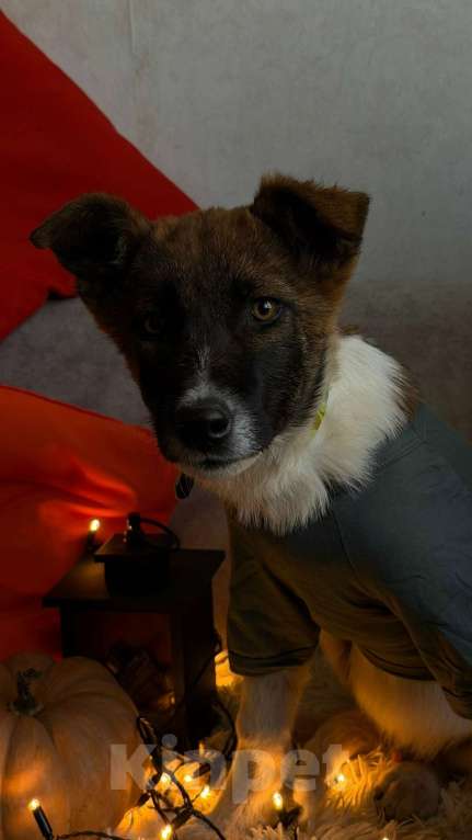 Собаки в Санкт-Петербурге: Щенок Чип Мальчик, Бесплатно - фото 6