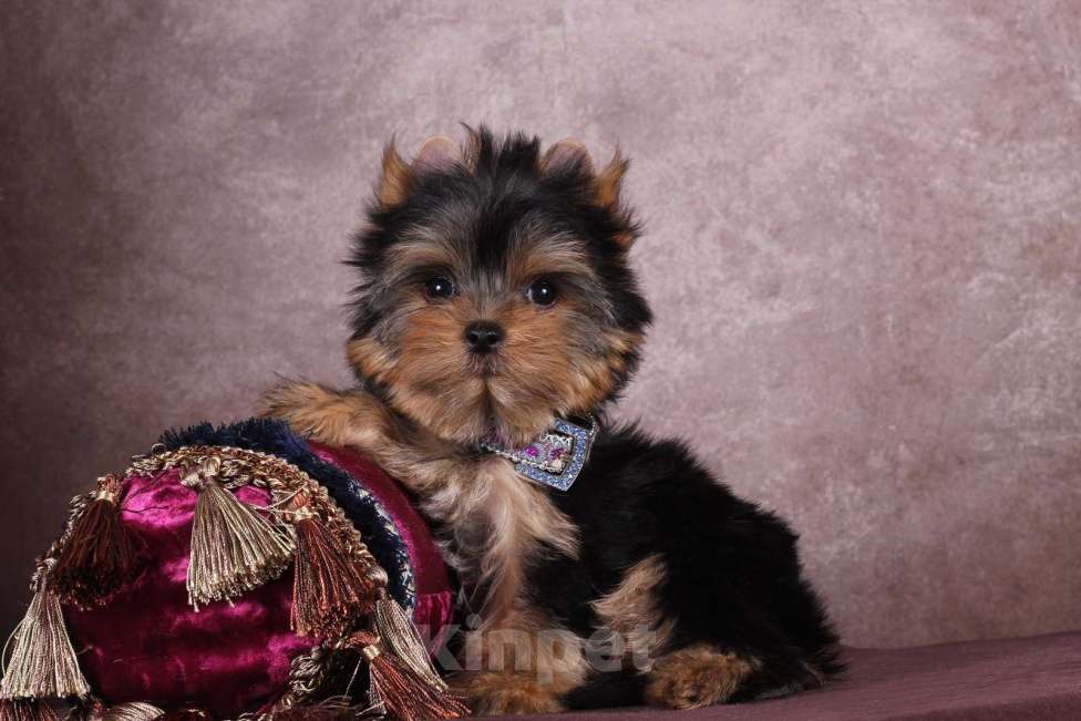 Собаки в Москве: Йоркширский  красавчик Ювентус Мальчик, 45 000 руб. - фото 9