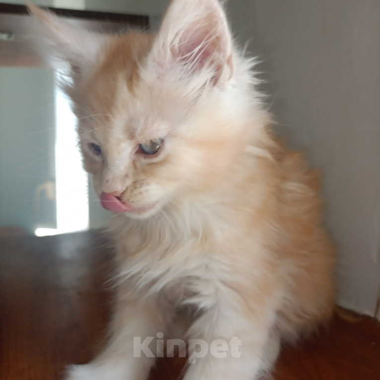 Кошки в Брянске: Котята мейн Кун Мальчик, 20 000 руб. - фото 3